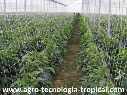 Pimentones en invernadero con deficiencia de hierro